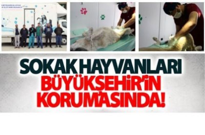 Büyükşehir’den sokak hayvanlarına yönelik çalışma…