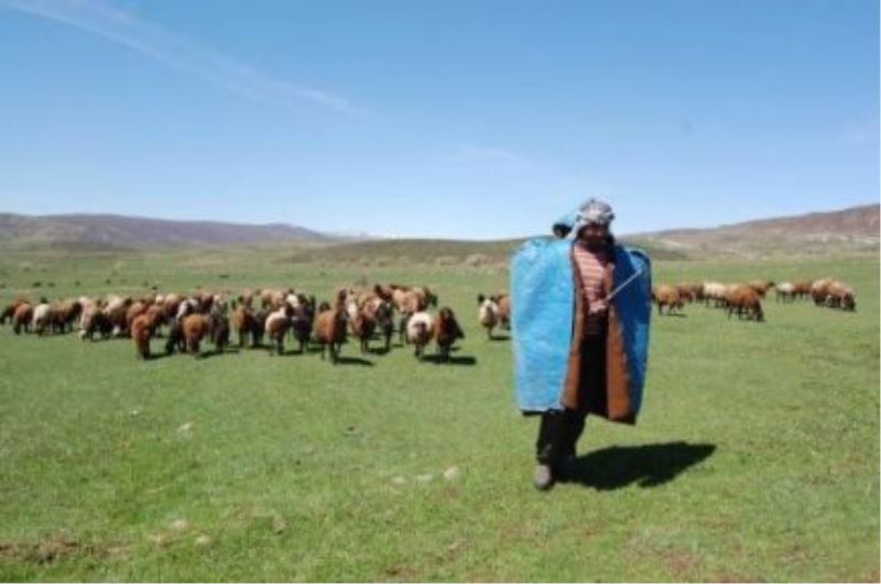 Çobanların Yayla Mesaisi Başladı