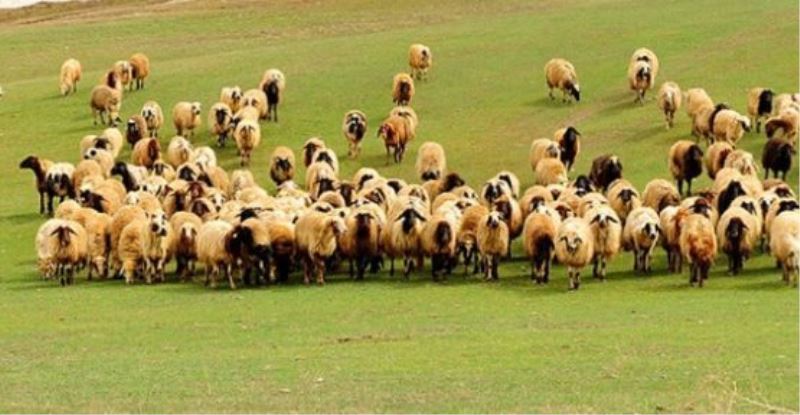 Çözüm Süreci Besicileri de Umutlandırdı 