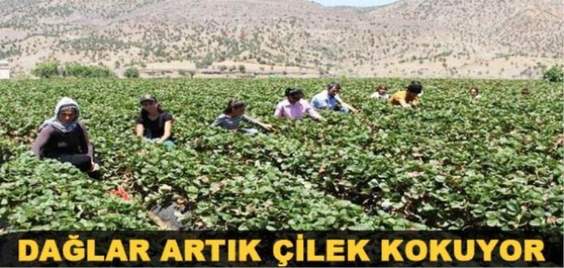 Dağlar Artık Çilek Kokuyor