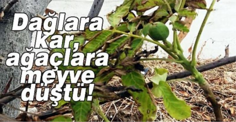 Dağlara kar, ağaçlara meyve düştü!