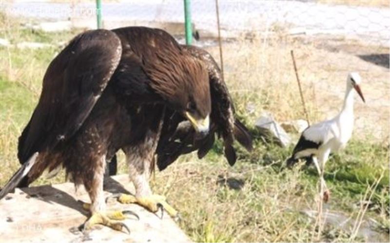 Doğada Düşman, Rehabilitasyon Merkezinde Dost