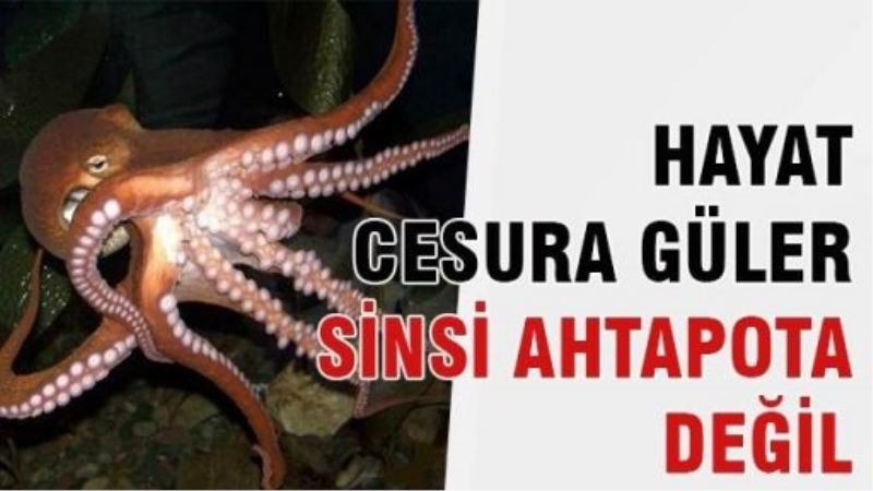 Hayat cesura güler, sinsi ahtapota değil