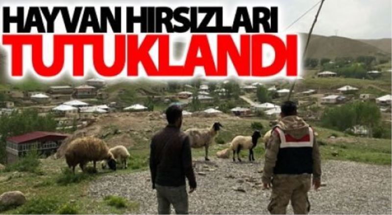 Hayvan hırsızları tutuklandı