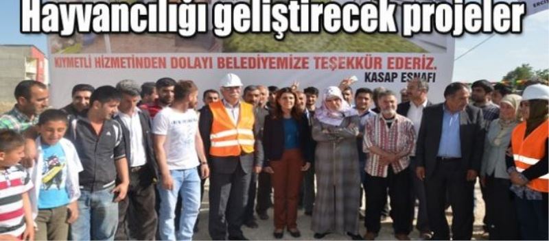 Hayvancılığı geliştirecek projeler