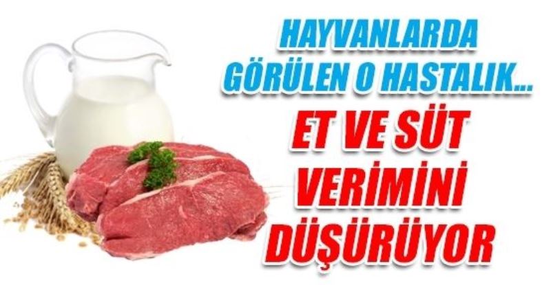   Hayvanlarda görülen sarılık hastalığı et ve süt verimini düşürüyor