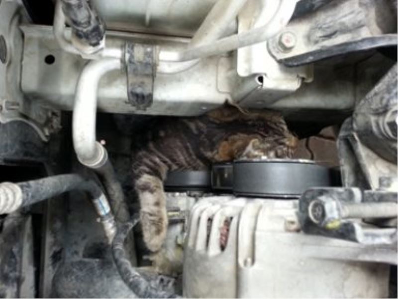Isınmak için aracın motoruna giren kedi donarak öldü
