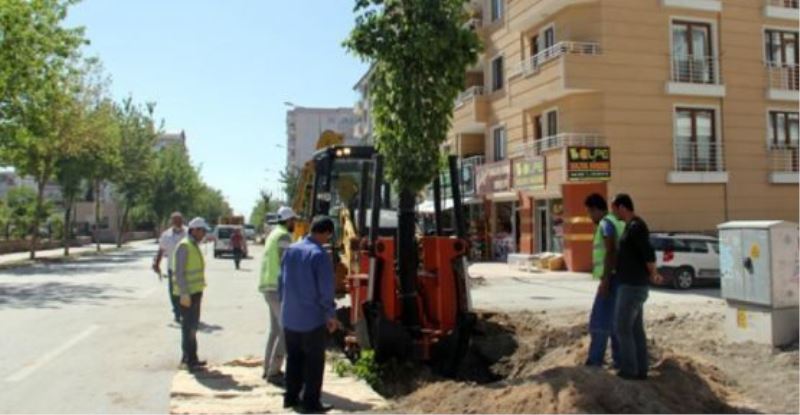 İskele Caddesi’ndeki ağaçlar kent ormanına taşınıyor