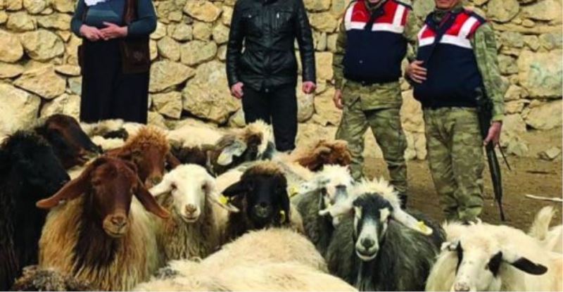 Kaybolan hayvanlar Jandarma ve halkın çalışması ile bulundu