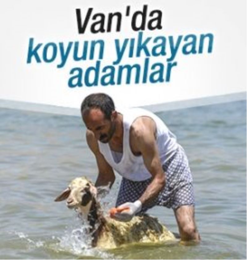 Koyunları kırkmadan önce 