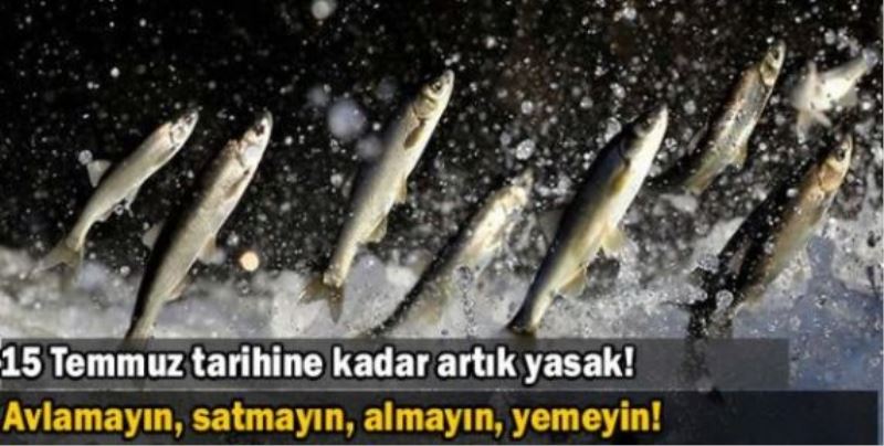 Mustafa Sarı: Van Balığını Avlamayın, satmayın, almayın, yemeyin!