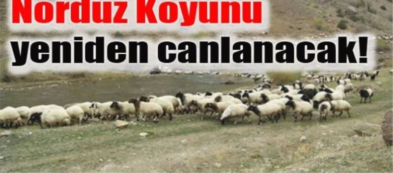 Norduz Koyunu yeniden canlanacak!