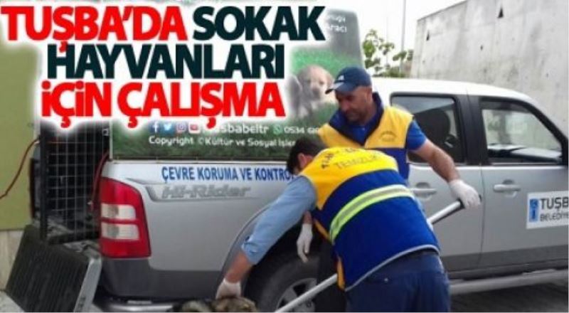 Tuşba’da sokak hayvanlarına iyi bakılıyor