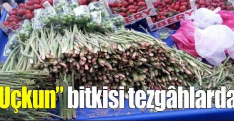 “Uçkun” bitkisi tezgâhlarda