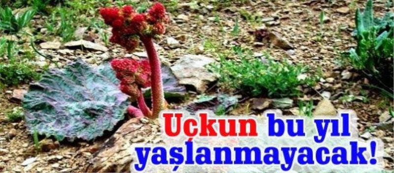 Uçkun bu yıl yaşlanmayacak!