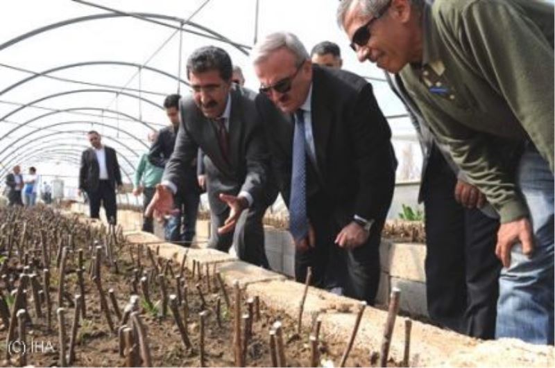 Vali Karaloğlu, Ceviz Fidanı Aşısı Yaptı