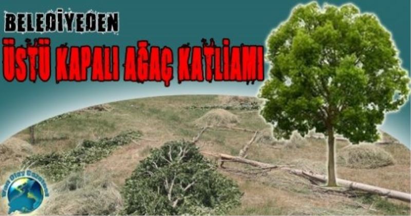   Van belediyesinin üstü kapalı ağaç katliamı