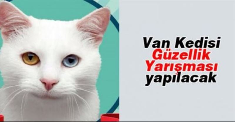 Van Kedisi Güzellik Yarışması yapılacak