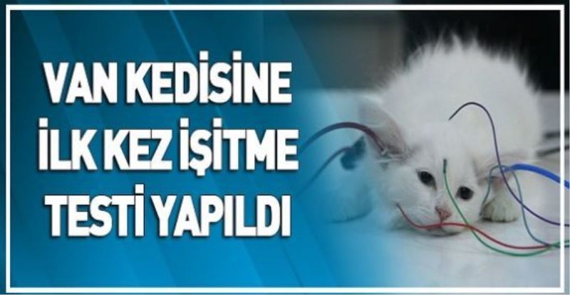 VİDEO HABER - Van kedisine ilk kez işitme testi yapıldı