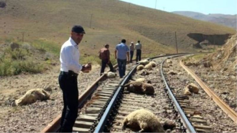  Van’da sürüye çarpan tren 50 koyunu telef etti