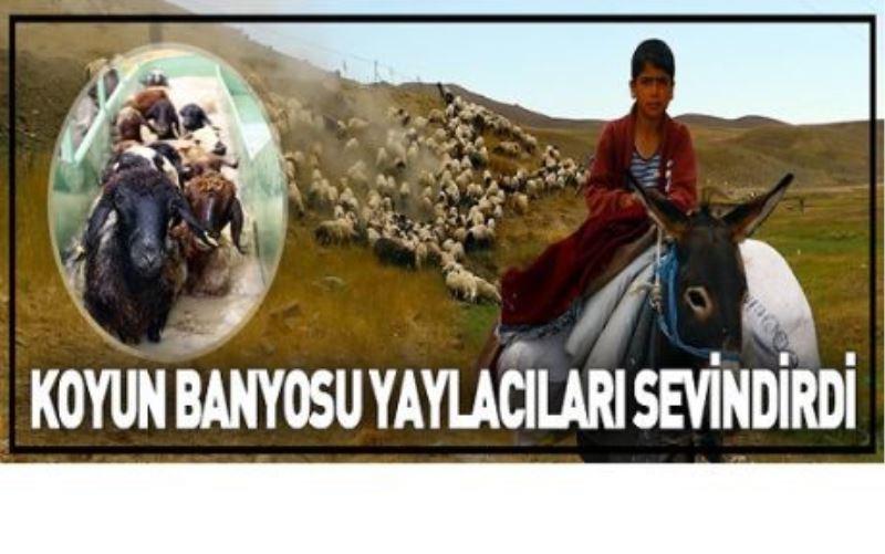 VİDEO HABER - KOYUN BANYOSU YAYLACILARI SEVİNDİRDİ