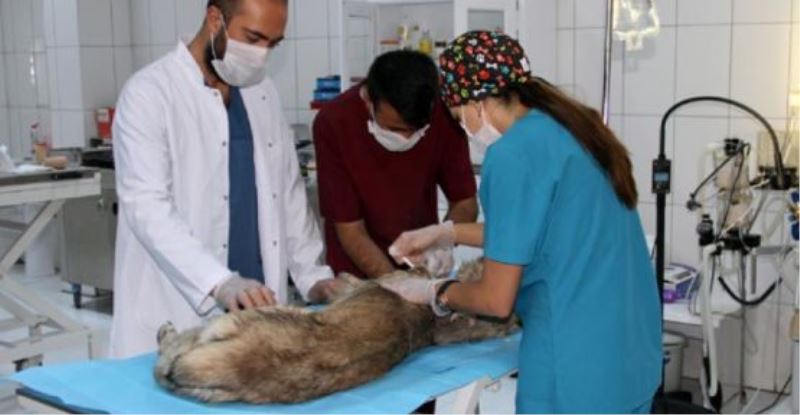 Yaralı köpek tedavi altına alındı