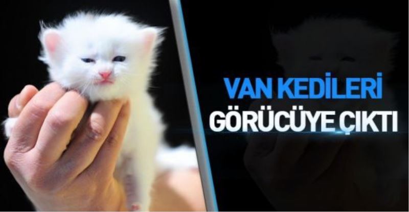 YAVRU VAN KEDİLERİ GÖRÜCÜYE ÇIKTI