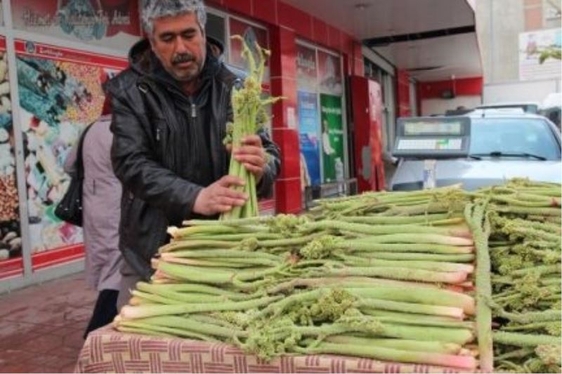 Yayla Muzu tezgâhlardaki yerini Aldı